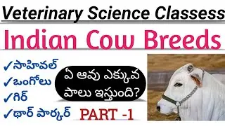 Veterinary Telugu Classess | INDIGENOUS COW BREEDS | Animal husbandry classes in telugu | AHA