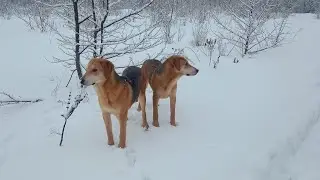 русская гончая нагонка