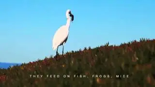 Egret Catches and Struggles to Swallow a Gopher
