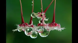 Morning Dew