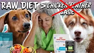 Understanding Hydrolyzed Protein in Pet Food