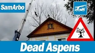 Как безопасно спилить большое сухое дерево. ОПАСНЫЕ ДЕРЕВЬЯ. #Арбористика. [SamArbo]