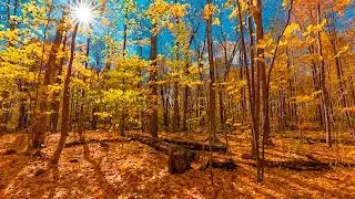 AUTUMN PHOTOGRAPHY TIPS Featuring Sunburst, Colorization & Glow Effects