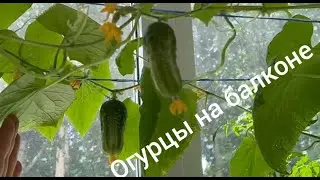 Как поживают наши балконные огурцы и помидоры, Анютка закрывает на зиму огурцы и квасит помидоры.