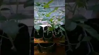 Скоро на всех подоконниках страны 🙂🌱🌱🌱