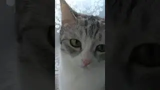 Кот в помощь!