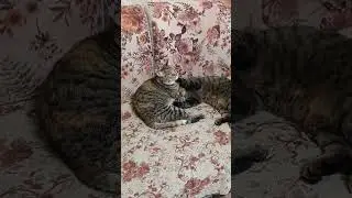 Моя ты бусенька))#кисы #игры #любовьморковь
