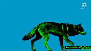 wolf green walking blue screen
