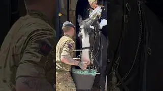 KING’S HORSE ENJOYS SOME COOL DRINK IN HOT LONDON WEATHER