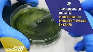 Aplicación de trichoderma en musáceas