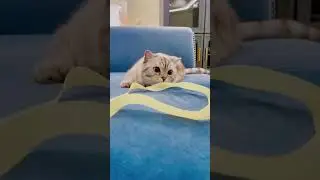 Сколько можно играть с котом.