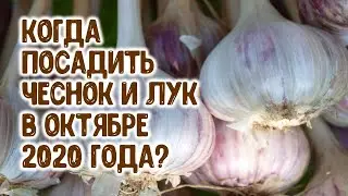 Лучшие дни посадки озимых чеснока и лука в октябре 2020 года. Агрогороскоп. Агроастрология