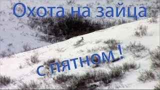 Охота на зайца с пятном!/Hunt for a hare with a spot!