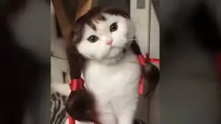 KUCING LUCU 😹 Video kucing terlucu 2022 bikin ketawa ngakak | Kucing Lucu