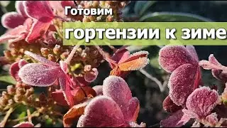 Готовим гортензии к зиме: метельчатые, древовидные, крупнолистные, штамбы,черенки | Гортензії восени