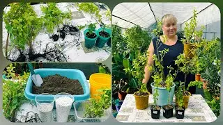 Soil composition for Guava.