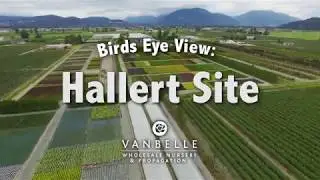Birds Eye View: Hallert Site