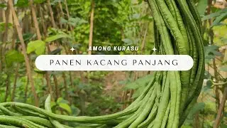 Perdana Panen Kacang Panjang