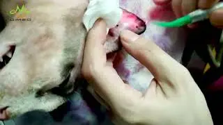 Veterinary Laser for Animal Surgery