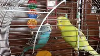 Содержание волнистого попугая 🐦🦜