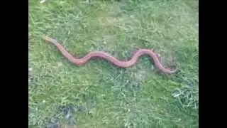 Downs Chalkhill Blue and Adder