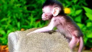 Smart Baby Monkey Trying Training Walk By Him Self