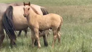 Мугалжар жылкысы