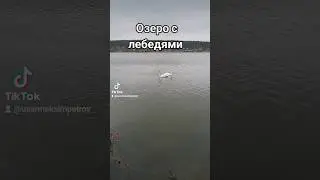 Зоопарк на воде с лебедями
