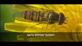 Бутырка - Быть вором (караоке)