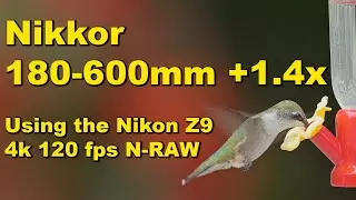 Hummingbird Slow Motion using the Nikon Z9 with the Nikkor 180-600mm + 1.4x