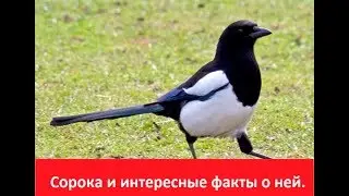 Сорока и интересные факты о ней