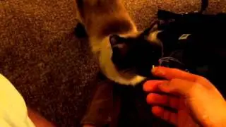 Pooka loves quesadillas.