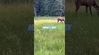 #elk #cuteanimal #nature #wildanimals #wildlife #socute #waskesiu #babyanimals