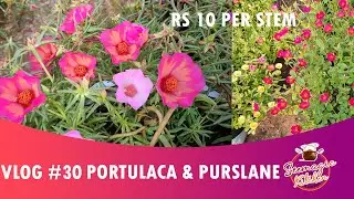 Ten O clock plant varieties / Hybrid / Jumbo / Whatsapp 7736561424/ Limited Stock /