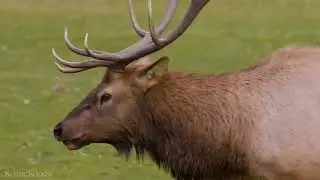 rusa