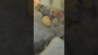 Окунь близко ) ничего не боятся)