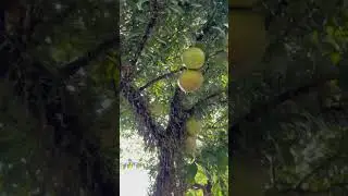Om bule Rusia gak tau Nama buah ini?