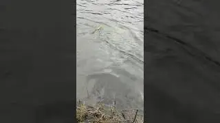 Приплыла рыбка золотая  