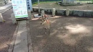 Deer-Nara,Japan