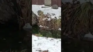 Ёжики на снегу