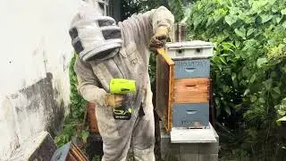Harvesting, honey 🍯￼