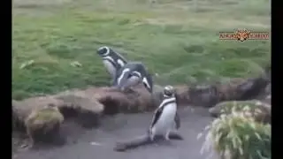 Funny Animals fails Videos - Try not to laugh Animals