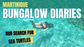 Episode 42 - Bungalow Diaries - Martinique and Our Search for Sea Turtles