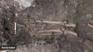 Skeleton Of Medieval Teenager Found In Tree Roots Ripped Up By Storm