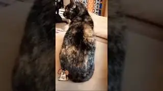 Scaring animals compilation