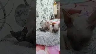 Котята Сфинкс(светленький это Папа)(темненькая это Мама)