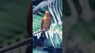 Amazing Birds #amazonjungle #birds #jungle #forest #animals #petlover #petphotography