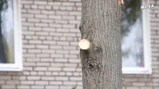 Кронирование деревьев.