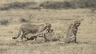 Cheetah Hunting Baby Gazelle