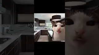 пов:мой день #котики #ВидеоМоë